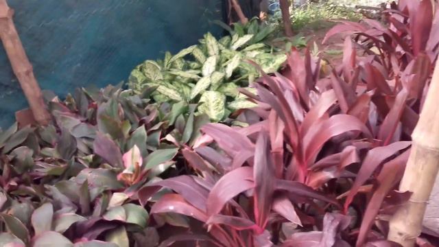 EVERGREEN NURSERY ,DURGAPUR VISIT PART-2 || JAN 2020 || BLOOMING BEE
