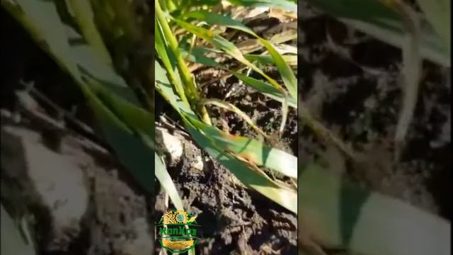 Разложение пожнивных остатков кукурузы #кукуруза #остатки #разложение