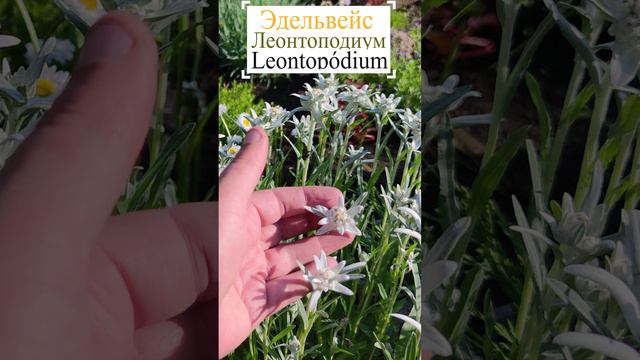 Эдельвейс, или леонтоподиум (лат. Leontopódium).🧐