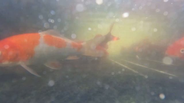 Карпы Кои атаковали мою камеру под водой