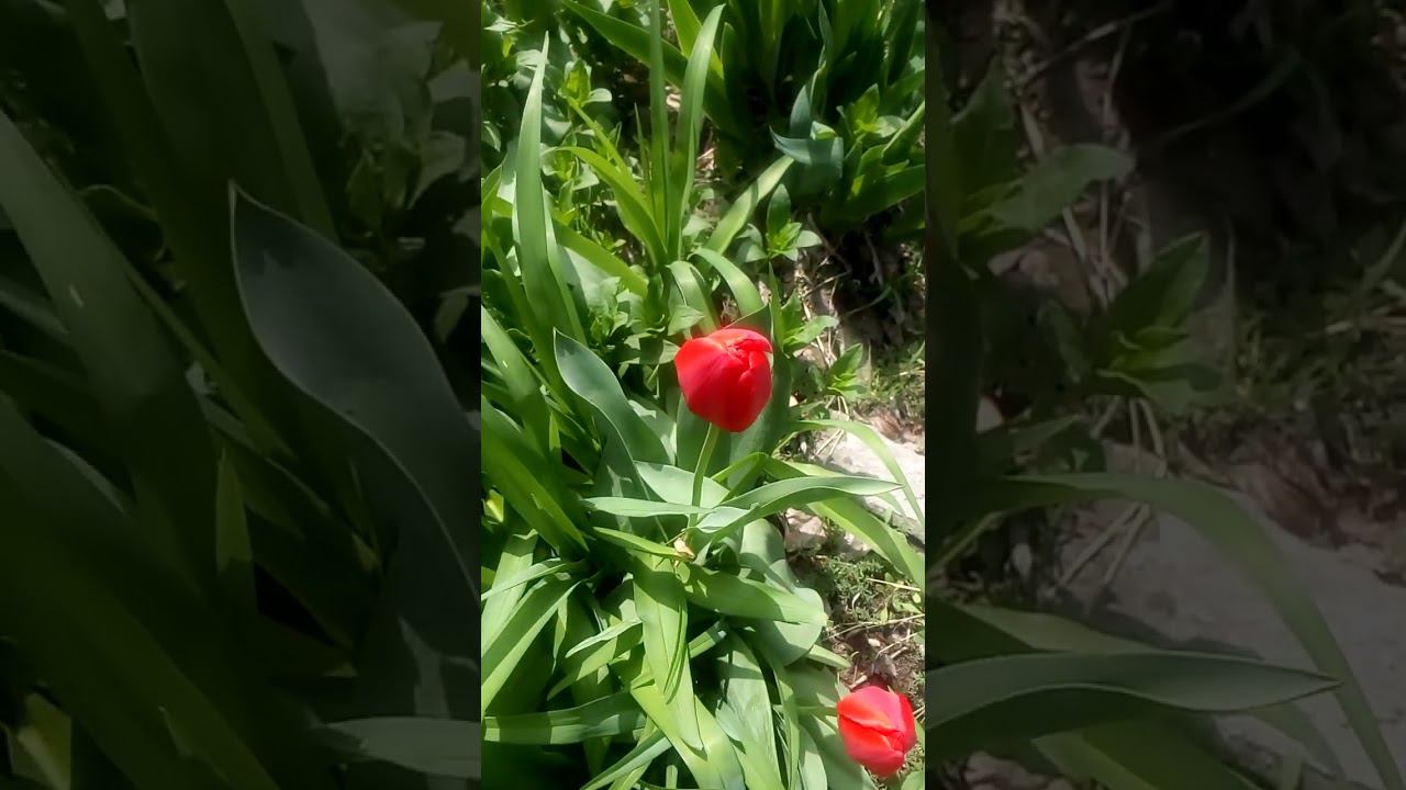 Красивые интересные весенние тюльпаны Beautiful interesting spring tulips 美丽有趣的春天郁金香 美しい興味深い春のチューリップ