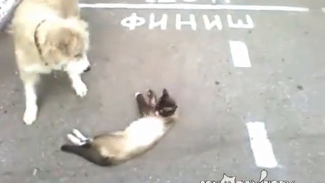 Мёртвый кот и собака