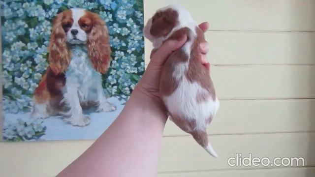 Кавалер Кинг Чарльз Спаниель девочки и мальчики.