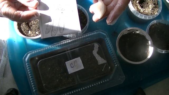 Всхожесть семян огурцов
