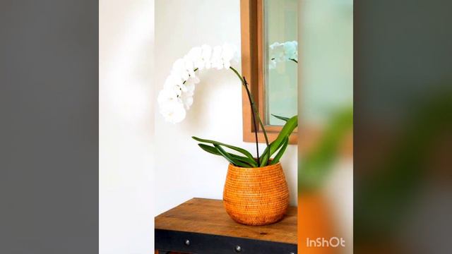 70+ UV protected outdoor white Gardenia potplanters ideas #decorlife #potplanters #gardeniaplant