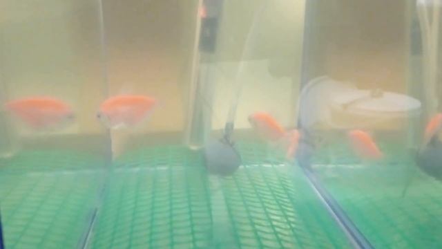 Тернеция глофиш разведение Как разводить тернеций Тернеция размножение