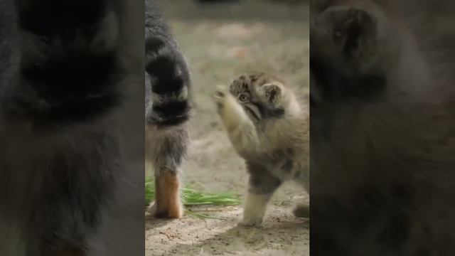 На данном видео представлен дикий кот под название манул.