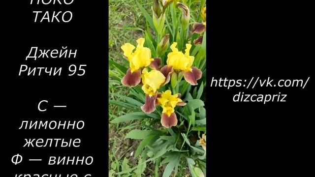 ИРИС КАРЛИК POKO TACO  #ирисы #клематисы #лилейники