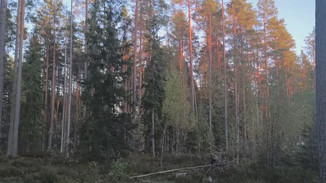 Закат в лесу ☀️🍁 / Beautiful sunset in the forest / 美丽的日落在森林里