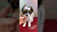 Бивер девочка Костбар Шатц Иоланта, 1,5 месяца. Сайт питомника https://kostbar-schatz.ru/