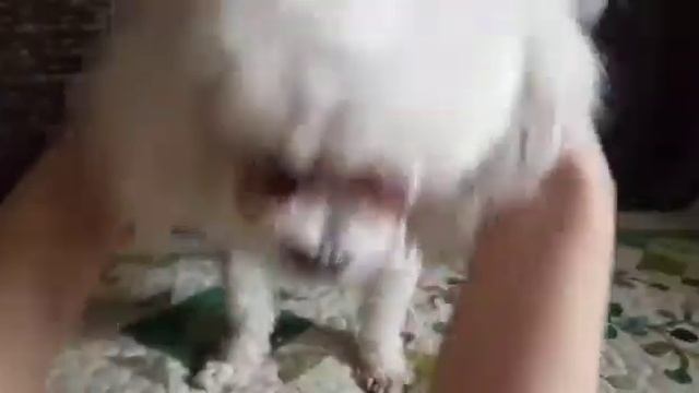 Подарок для Марчика бокс для собаки КристинаМарчик