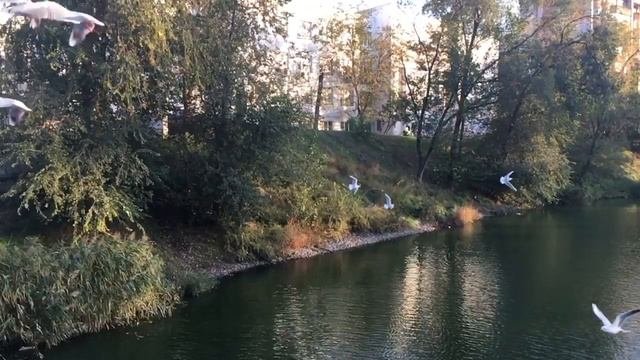 Чайки в парке. SlowMo.