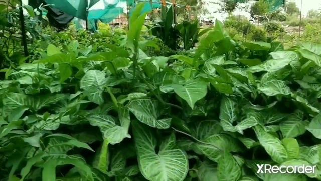 Syngonium podophyllum II Shade loving plant