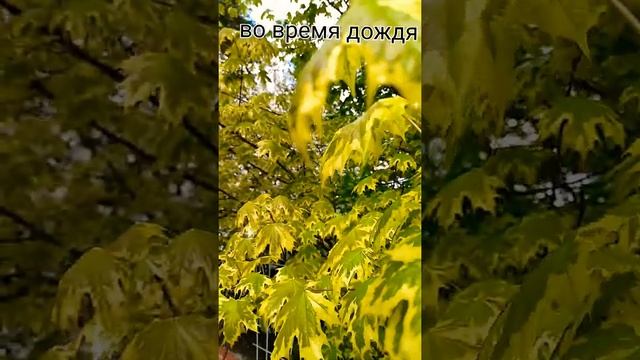 Клён- "ДРУММОНДИ"-украшение сада.