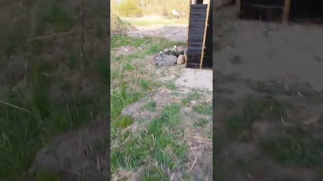 Дикая мята,пересадка