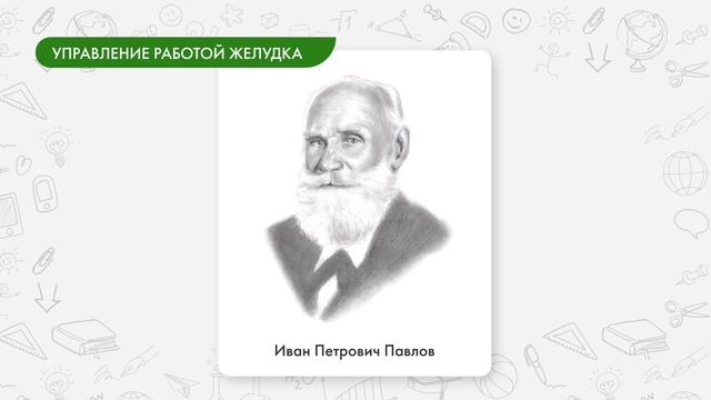 Регуляция пищеварения и методы её изучения