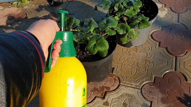 Спасаем клубнику от клеща. Клубника на подоконнике.
