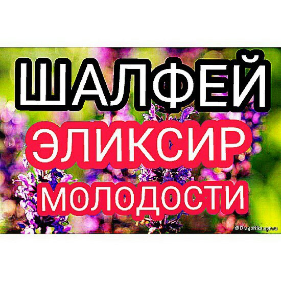 Шалфей - эликсир молодости. Целебные свойства и рецепт приготовления.