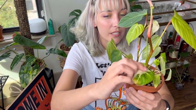 Philodendron Fuzzy Petiole Update