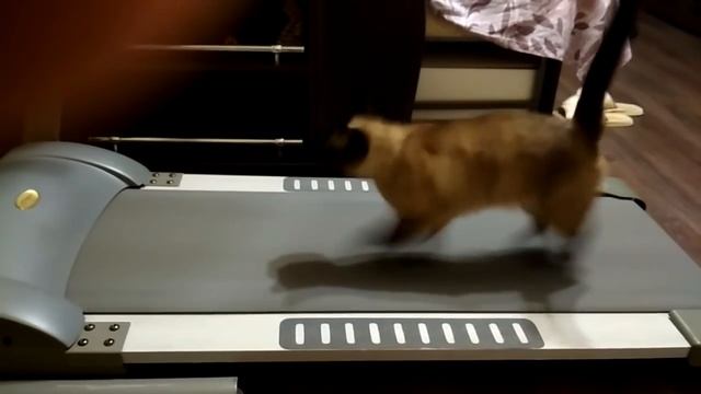 Кошка Дуся отжигает