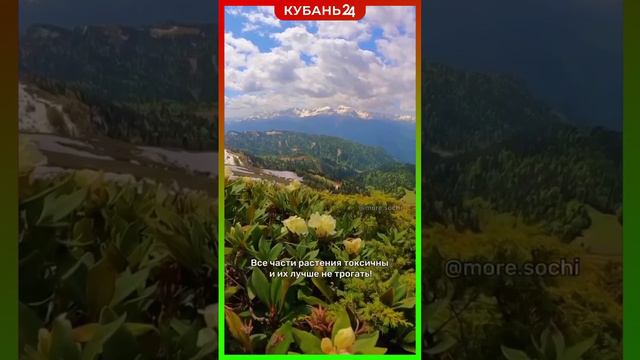 Рододендроны зацвели в горах Сочи