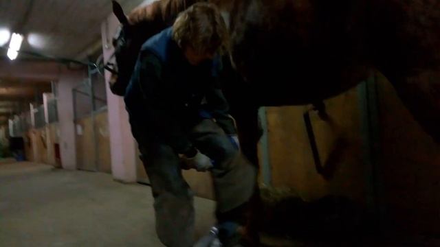 Уход за копытами лошади - разговор с одним из лучших специалистов в России / Дивные Кони