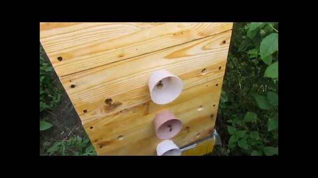 ошибки пчеловода - в роевой семье пчел оставил только один маточник, но она отроилась