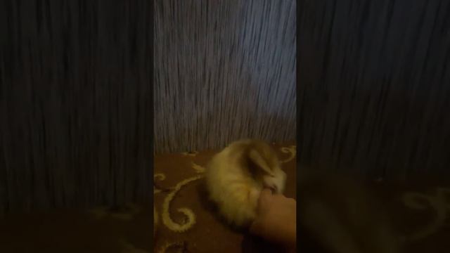 Самый маленький хищник💥