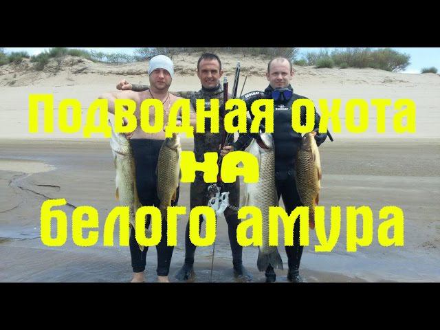 Подводная охота на белого амура. Волгоград 2016.