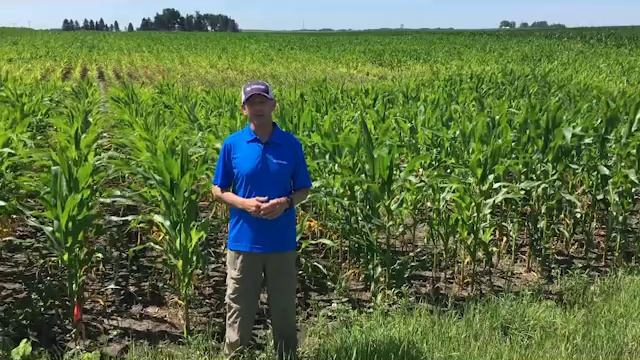 Nitrogen Issues in the Tech Trials