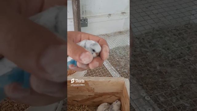 Волнистые попугаи (Птенцы)Budgies #birds#shorts#shortvideo#волнистик#reels#волнистыйпопугайчик.