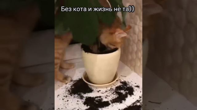 Без кота и жизнь не та))