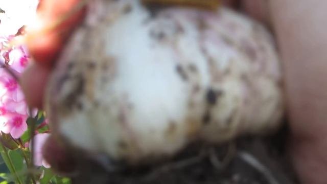 УДИВЛЕНА!!! Выкопали  чеснок посаженный в 2 этажа  а значит получили  двойной урожай?