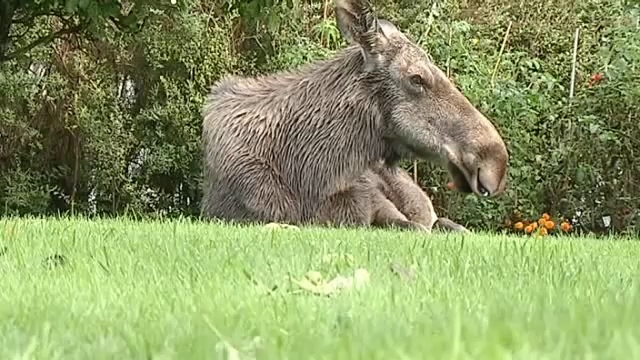 Пьяный лось залез на дерево и там уснул