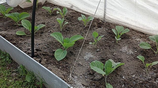 Как я не правильно выращиваю капусту