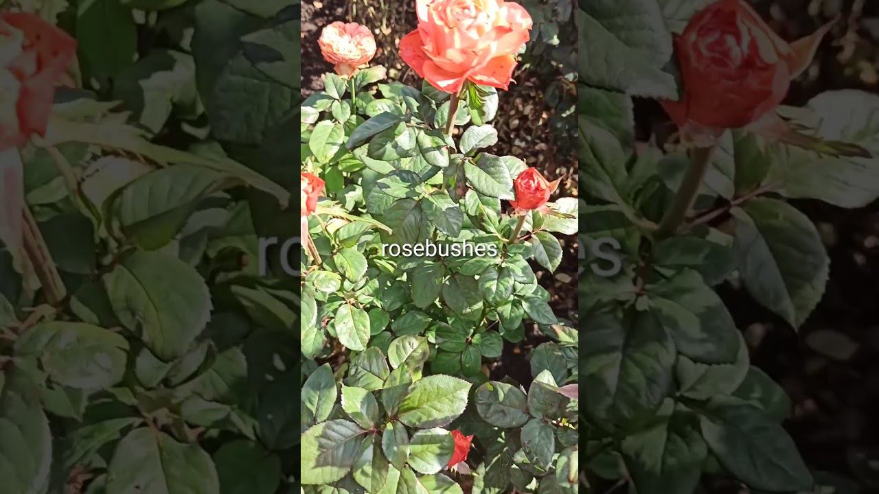 Кахала https://rose-bushes.ru/