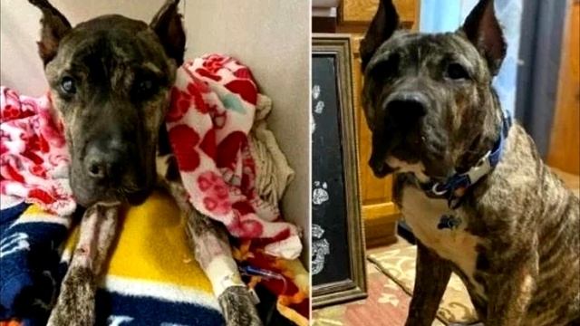 Хозяев устали заботиться и оставили пса на парковке. Но случилось чудо!