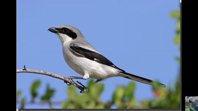 Американский жулан (лат. Lanius ludovicianus).