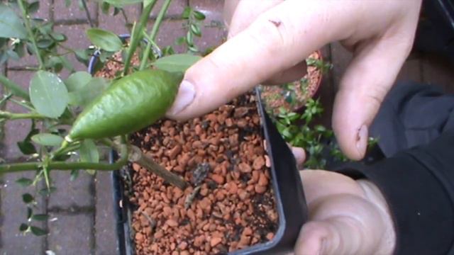 Citrus - Microcitrus