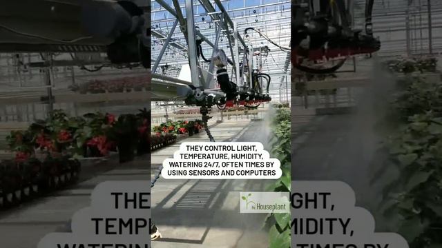 Nursery vs Home Plants (Why Plants Look Perfect in Nurseries)