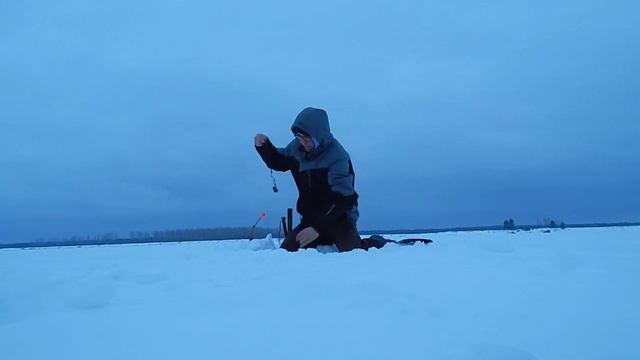 Запрещённая рыба на донки