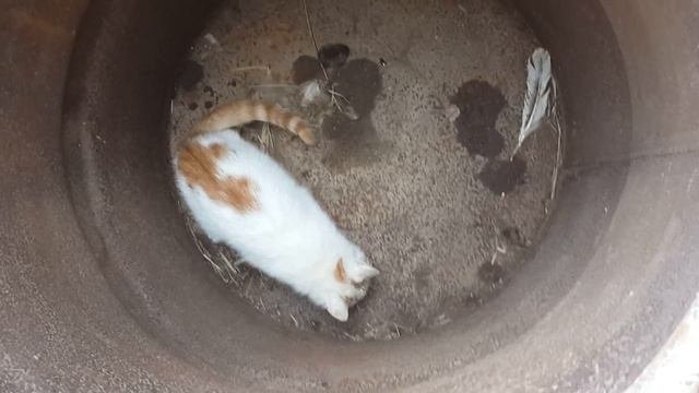 Котенок кайфует