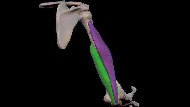 Arm Muscles: 12  Triceps