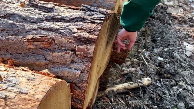 Иркутские студенты побывали на деляне Группы Илим