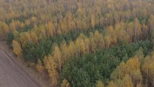 Осенний лес осень лес