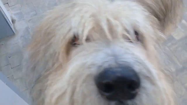 Пёс Тотоша сегодня утром и очень не на долго🐶🤗