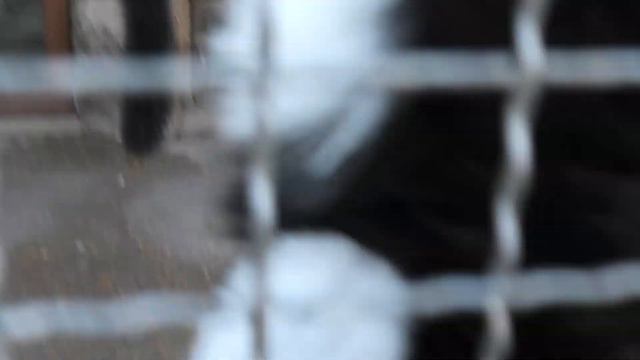 Вкусняшки обезьянкам! Привет от Энвера! Милый Микки! Monkey nuts! Greetings from Enver! Dear Mickey