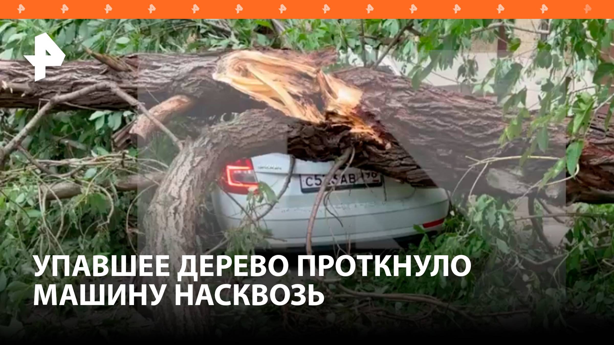 Дерево проткнуло машину, рухнув во время урагана в Санкт-Петербурге