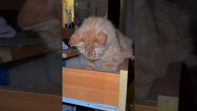 котик