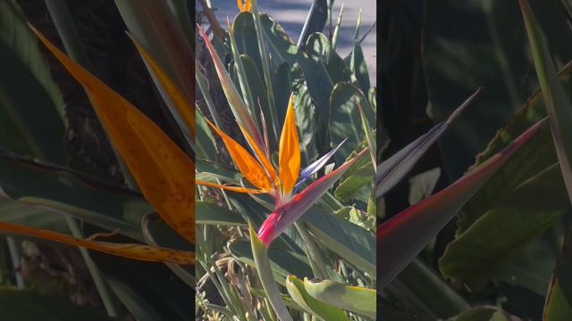 Birds Of Paradise